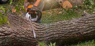 Best Tree Maintenance Programs  in Jenkins, KY