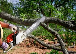 Best Tree Disease Treatment  in Jenkins, KY