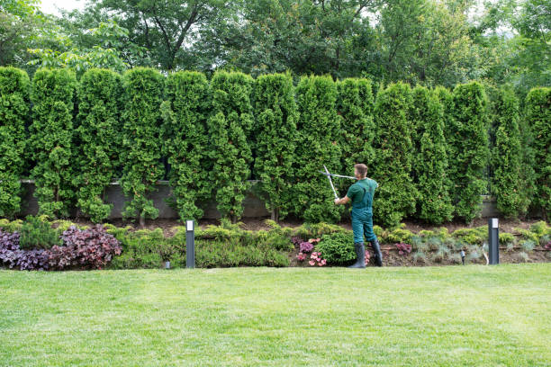 Best Arborist Consultation Services  in Jenkins, KY