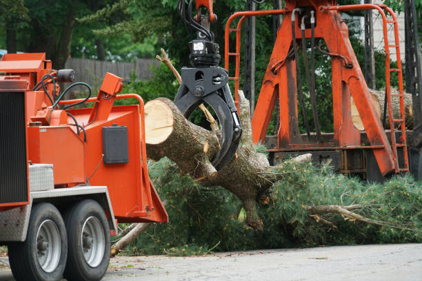 Best Emergency Tree Removal  in Jenkins, KY