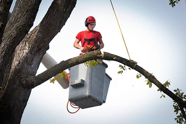 Best Tree Removal  in Jenkins, KY