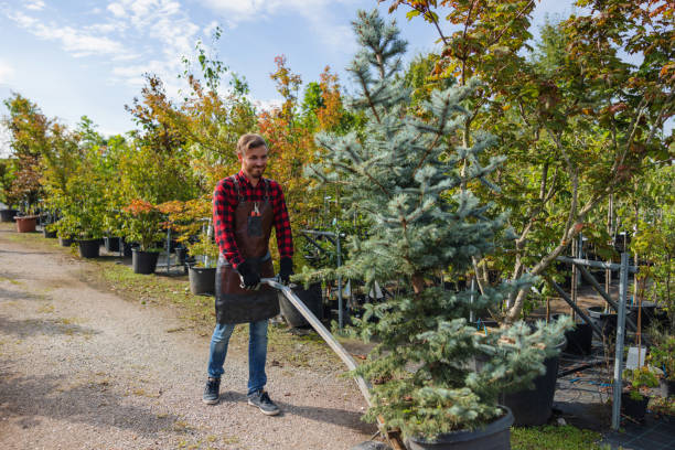 Best Tree Trimming and Pruning  in Jenkins, KY